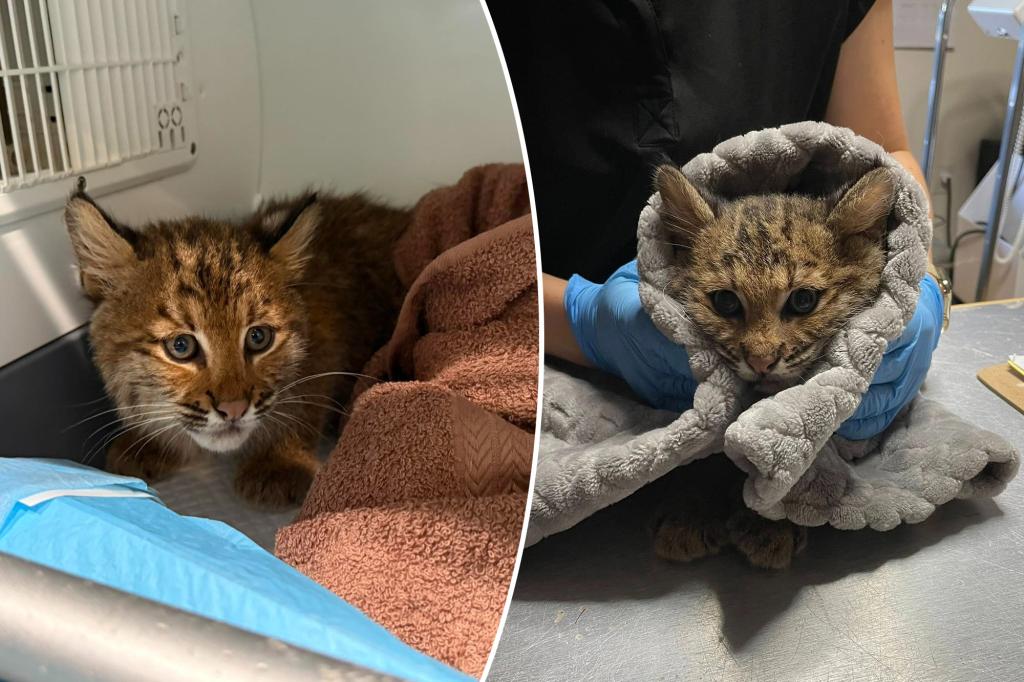 Bobcat kitten ailing from suspected rat poisoning saved by New England teamwork