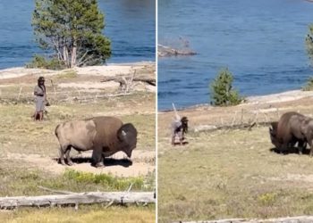 Bozo tourist taunts bison at Yellowstone National Park: video