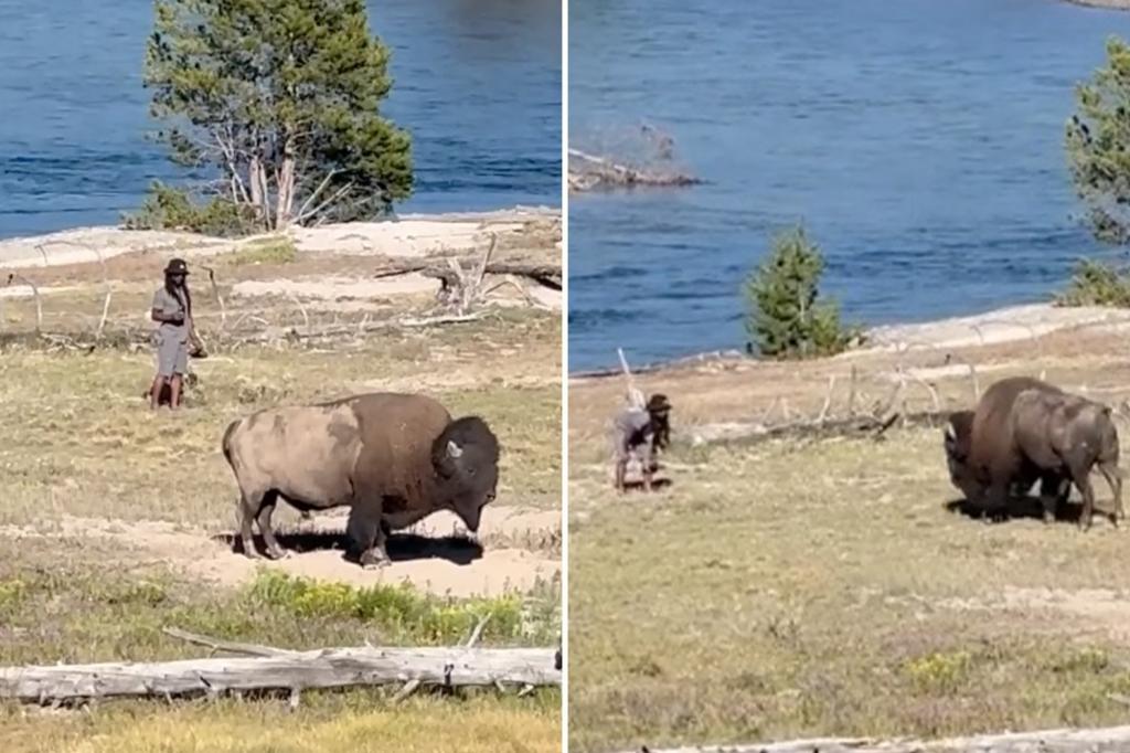 Bozo tourist taunts bison at Yellowstone National Park: video