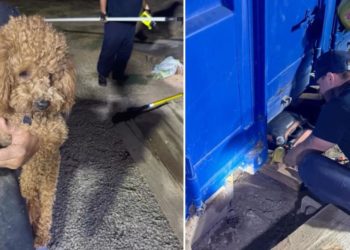 California firefighters free mischievous dog trapped underneath shipping container