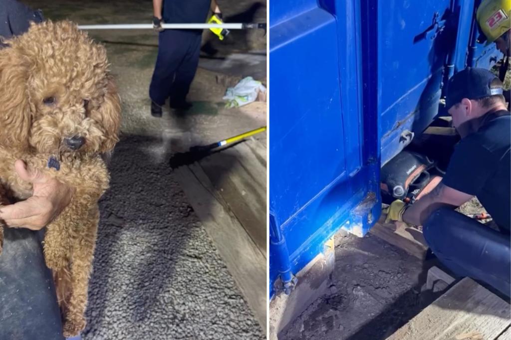 California firefighters free mischievous dog trapped underneath shipping container
