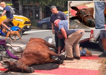 Cause of death revealed for NYC carriage horse Lady, who died on street this week