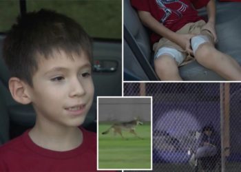 Coyote attacks little boy at Southern California softball game