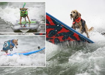 Daredevil pooches vie for the title of top dog at the annual World Dog Surfing Championships