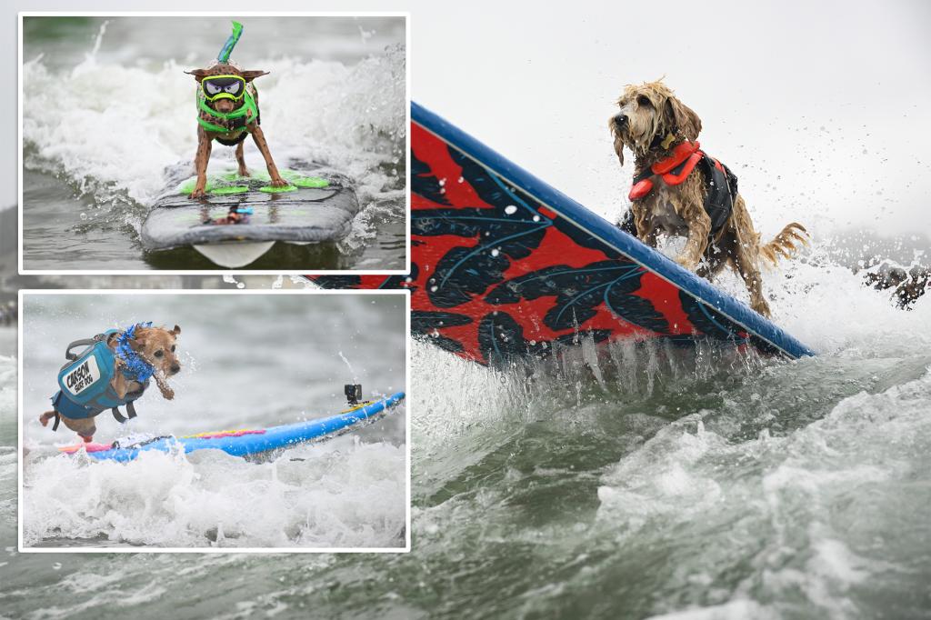 Daredevil pooches vie for the title of top dog at the annual World Dog Surfing Championships