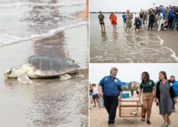 Endangered sea turtle named Elton released back into Atlantic from NYC beach