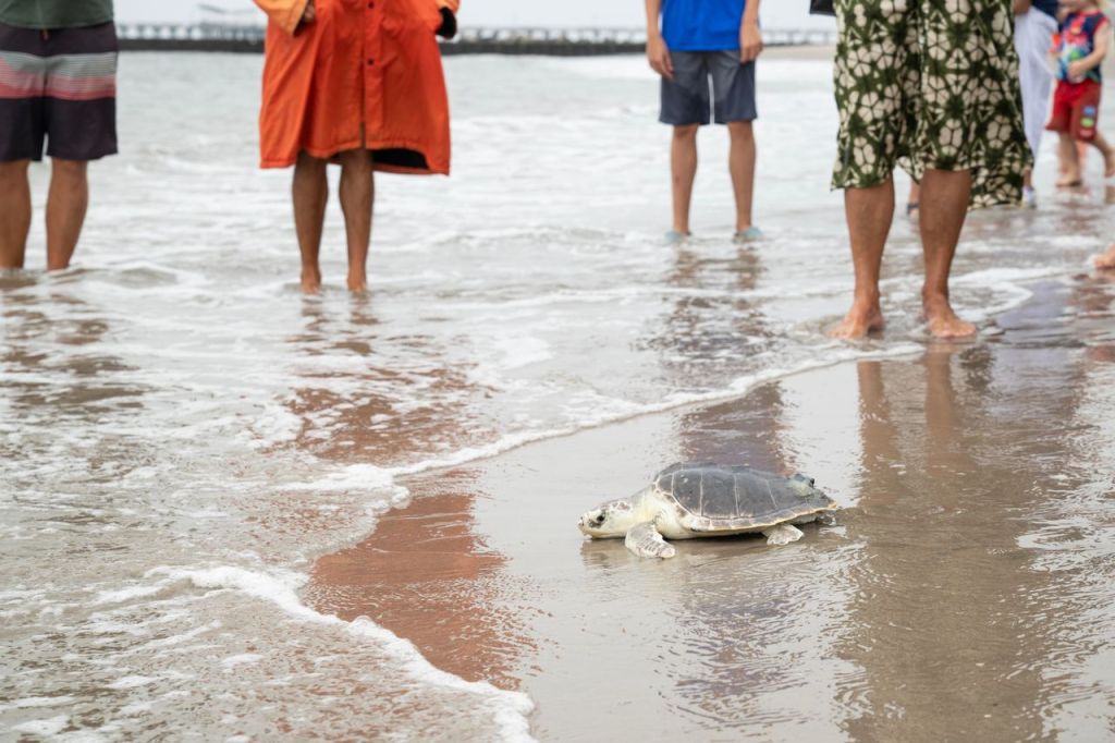 Sea turtle hatchling on beach with people watching.