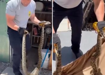 Firefighters capture slithering Burmese python from Miami home in shocking video