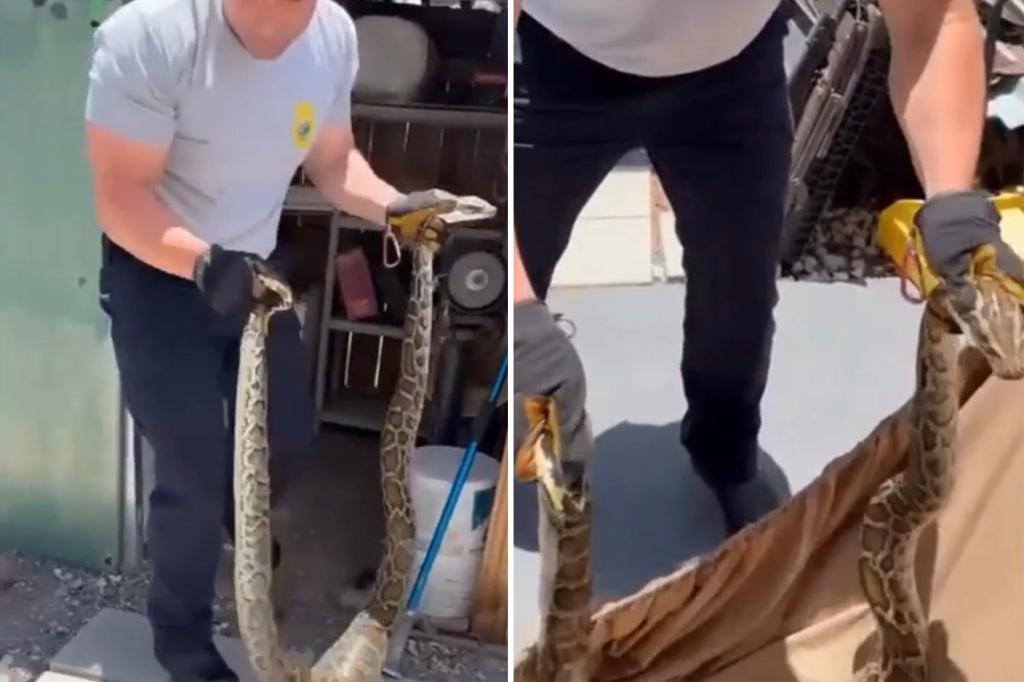 Firefighters capture slithering Burmese python from Miami home in shocking video