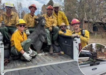 Firefighters recover lost Grand Canyon mascot Brighty the Burro after wildfire reduced century-old building to rubble