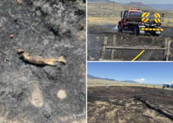 Fish suspected of sparking blaze that knocked out power to 1,500 people