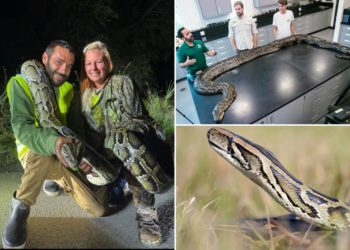 Florida man catches 87 invasive pythons in a month, awarded $1K through state incentive system