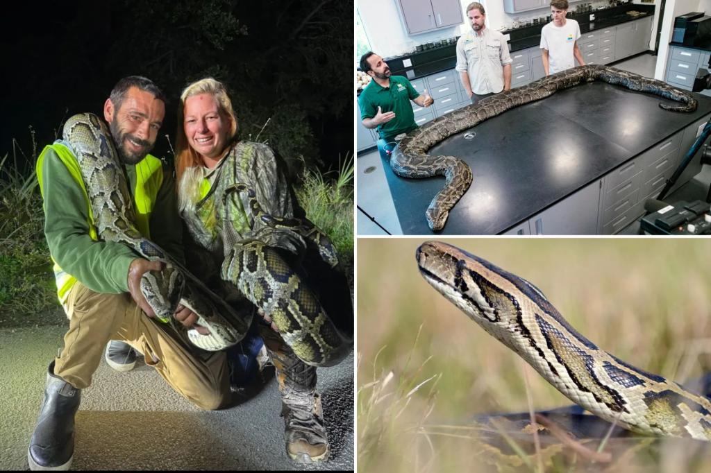 Florida man catches 87 invasive pythons in a month, awarded $1K through state incentive system