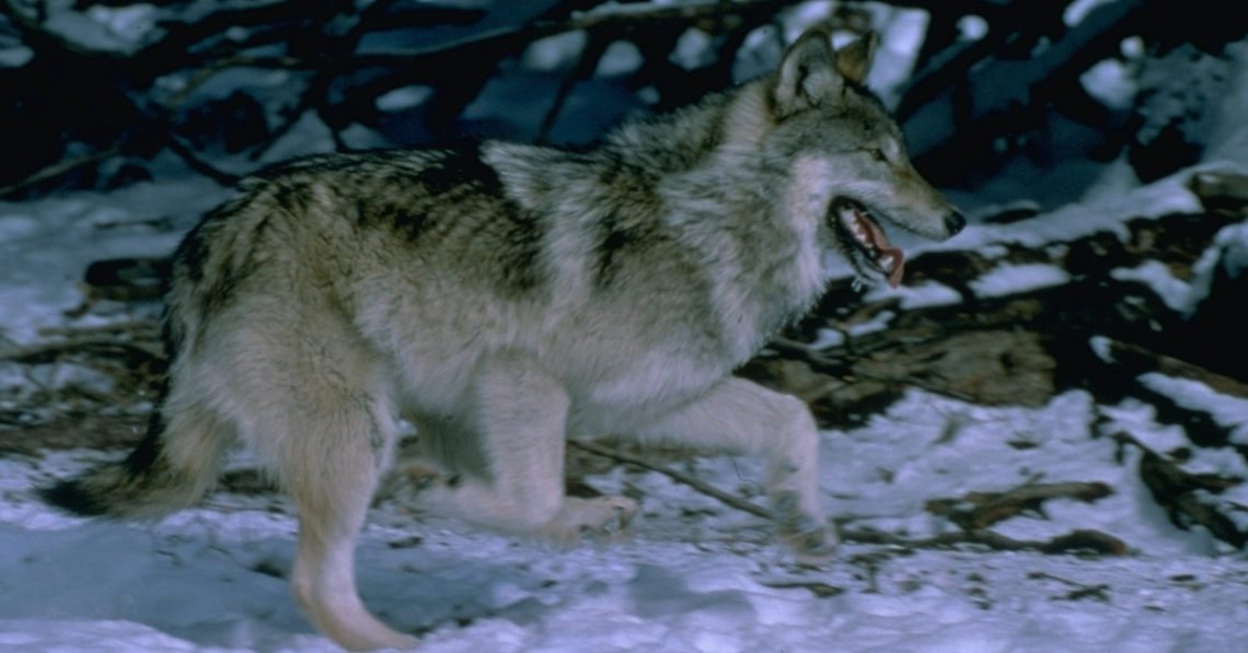 Gray Wolves Reintroduced to Yellowstone Revived a Dying Ecosystem