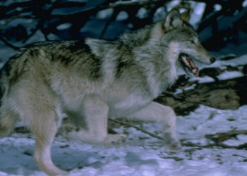 Gray Wolves Reintroduced to Yellowstone Revived a Dying Ecosystem