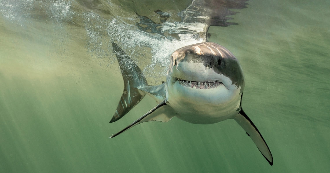 Great White Sharks Are Swarming Maine Beaches