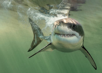 Great White Sharks Are Swarming Maine Beaches