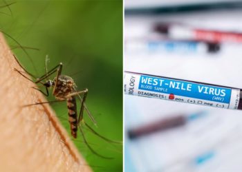 Health officials confirm human case of West Nile virus transmitted by mosquitoes in New Orleans