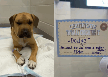 Heroic Dog Saves Owner From Rattlesnake, Tears Over What Happens at Vets