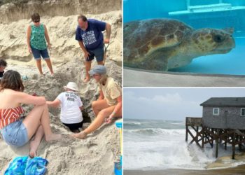 Hurricane Erin destroys dozens of threatened turtle nests, despite no major damage on land