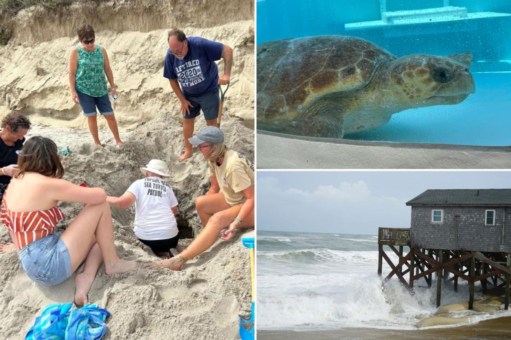 Hurricane Erin destroys dozens of threatened turtle nests, despite no major damage on land