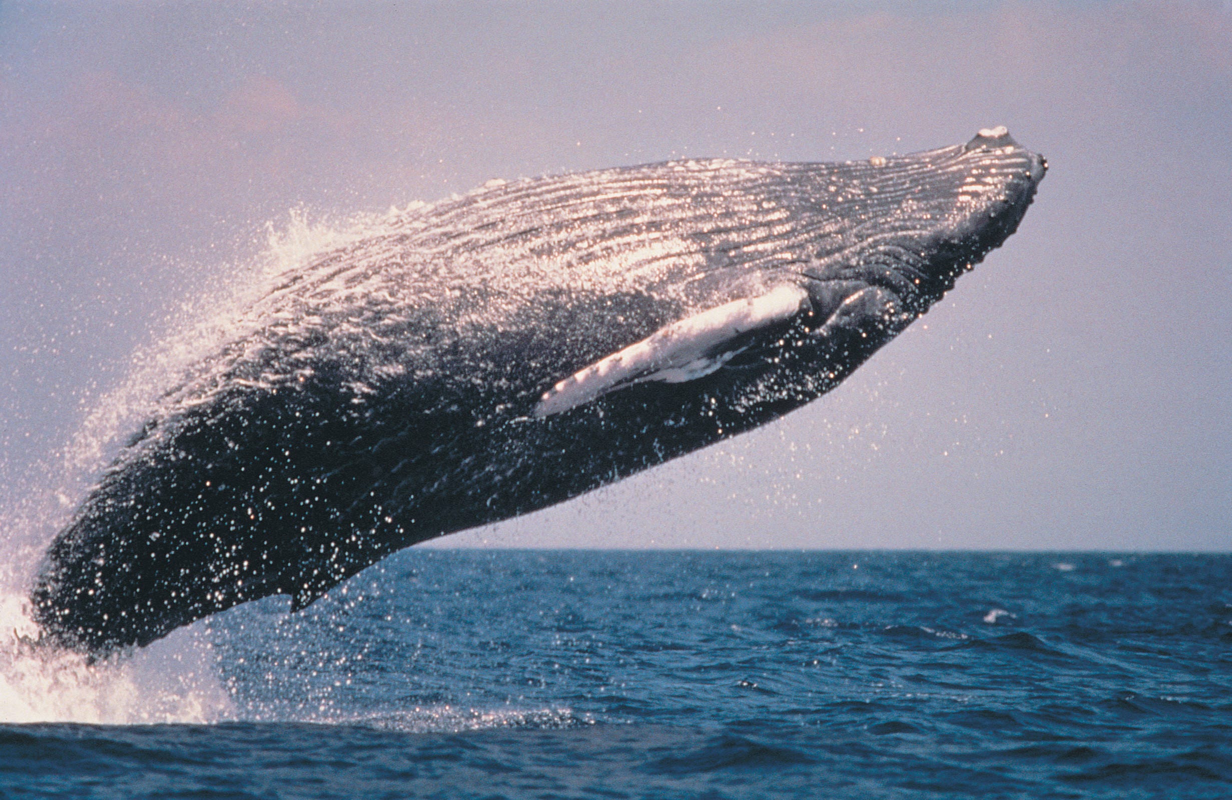 Humpback Whale Breaching. This massive animal shows surprising speed and grace as it breaches near the Alaska Maritime National Wildlife Refuge.