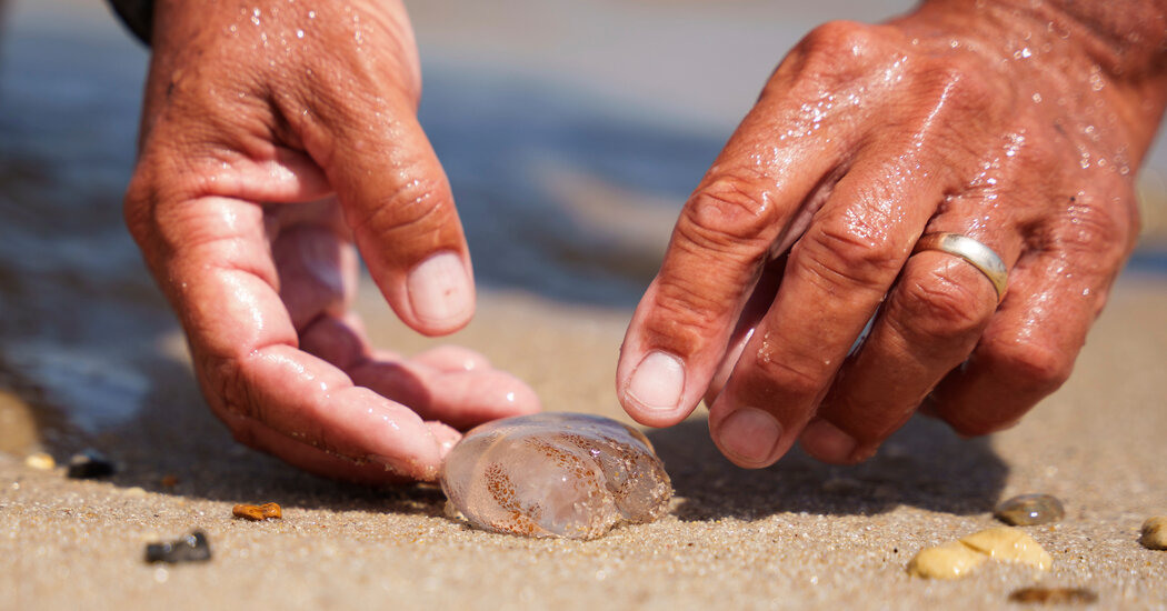 It May Feel Like Peak Jellyfish, but Peak Anxiety Can Wait