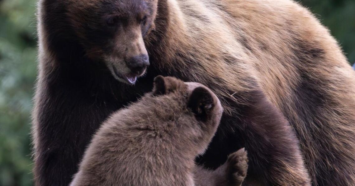 Keep ‘Hope’ alive, activists say as wildlife agents prepare to kill a problem bear