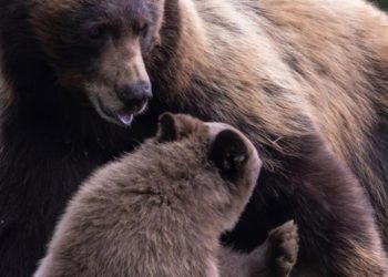 Keep ‘Hope’ alive, activists say as wildlife agents prepare to kill a problem bear