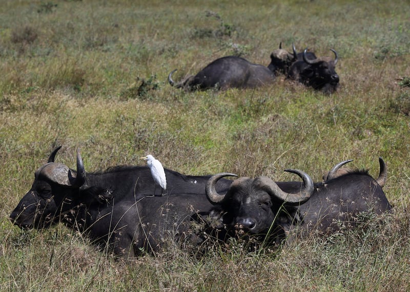 African cape buffalos rest at the Nairobi National Park, Kenya Wildlife Service (KWS) in Nairobi, Kenya, January 31, 2025.