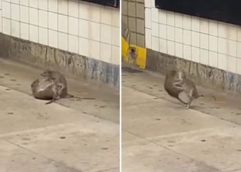 NYC ninja rats: Rodents caught  on video roughousing on subway platform