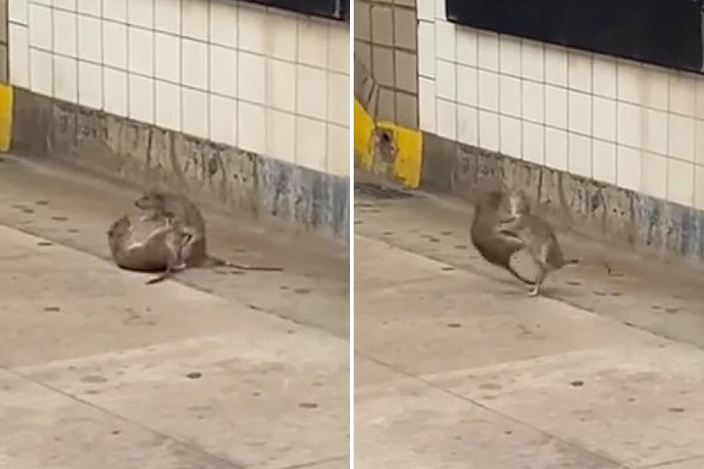 NYC ninja rats: Rodents caught  on video roughousing on subway platform