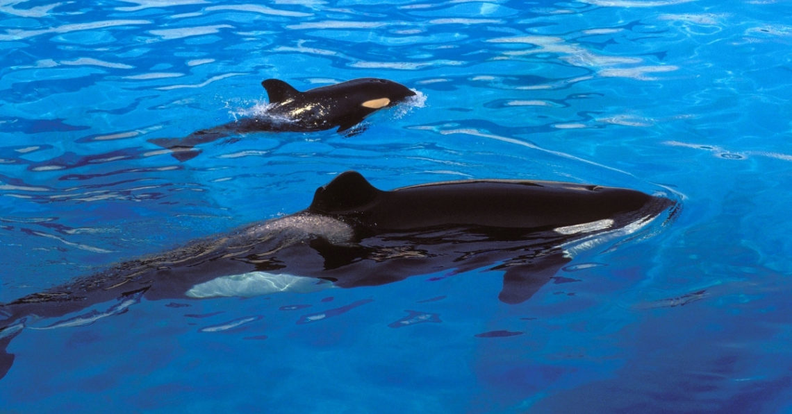 Orcas Pretend to Drown Each Other in Hunting Practice Caught on Video