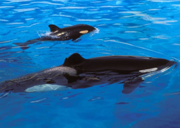 Orcas Pretend to Drown Each Other in Hunting Practice Caught on Video