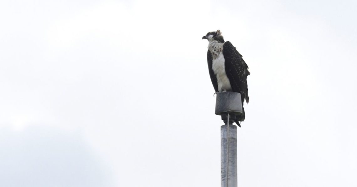 Ospreys nesting on stadium light pole disrupts Minnesota high school’s fall sports season