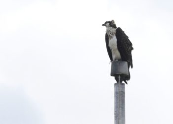 Ospreys nesting on stadium light pole disrupts Minnesota high school’s fall sports season
