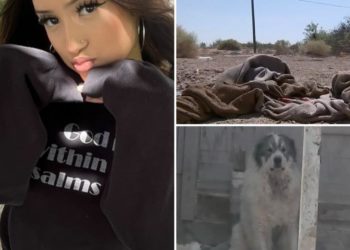 Pack of 16 dogs attacks teen on jog in California