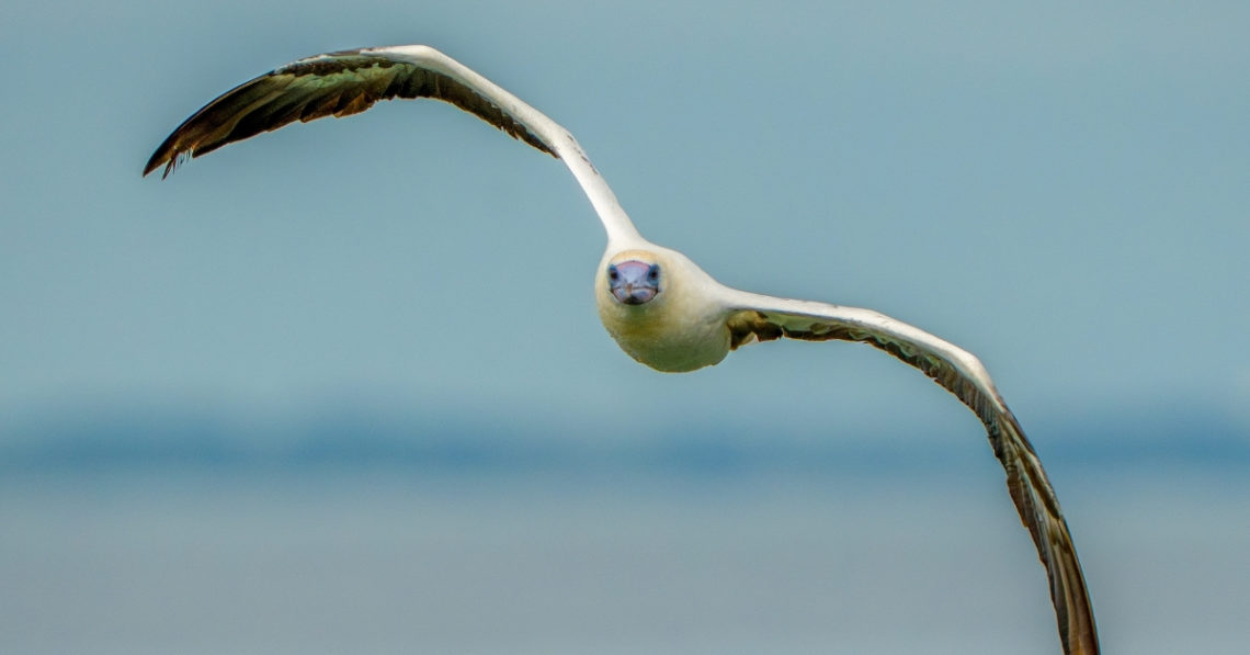 Scientist Discovered a Seabird That Basically Never Stops Pooping