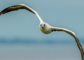 Scientist Discovered a Seabird That Basically Never Stops Pooping