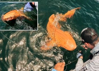 Scientists discover one-of-a-kind, bright orange shark swimming off Costa Rica