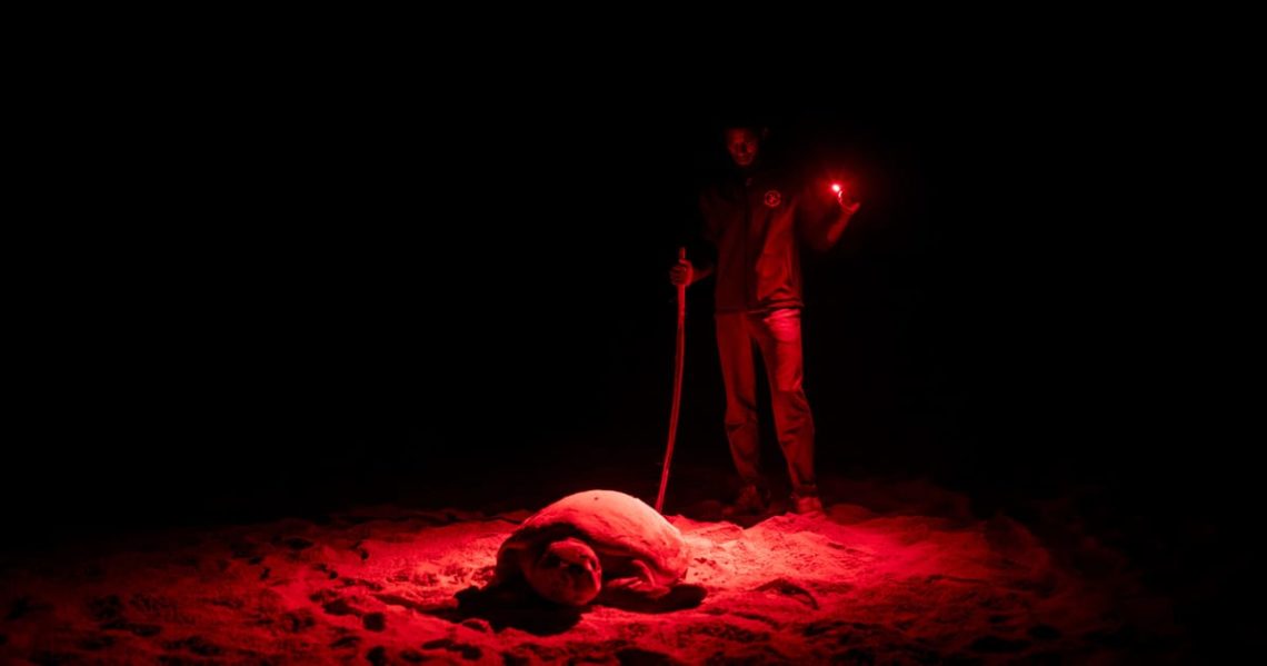 Shortage of sand: Europe’s impact on Cape Verde’s turtle crisis