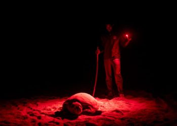 Shortage of sand: Europe’s impact on Cape Verde’s turtle crisis