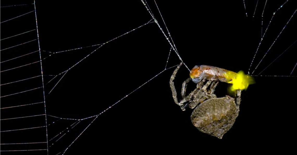 Spiders Spotted Using Trapped Fireflies to Lure Prey