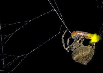 Spiders Spotted Using Trapped Fireflies to Lure Prey