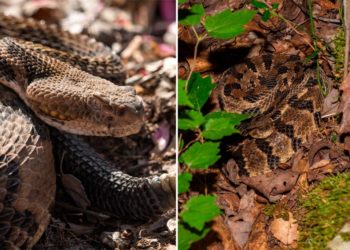 Tennessee Hiker killed by venomous snake bite in state park after picking up the deadly reptile