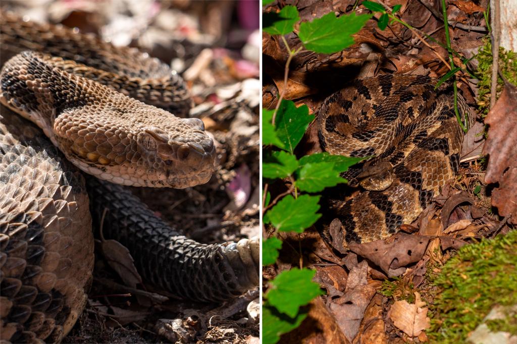 Tennessee Hiker killed by venomous snake bite in state park after picking up the deadly reptile