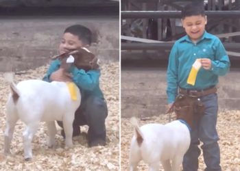 Texas boy’s heartwarming moment with prize-winning goat at animal show goes viral: ‘I love goats’