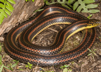 The Rainbow Snake Is at the Top of Florida’s Most Wanted List