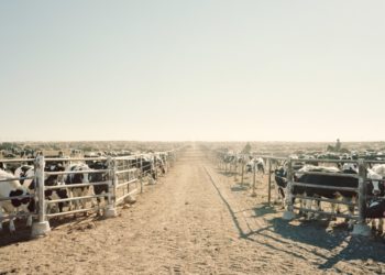 The brutal trade-off that will decide the future of food