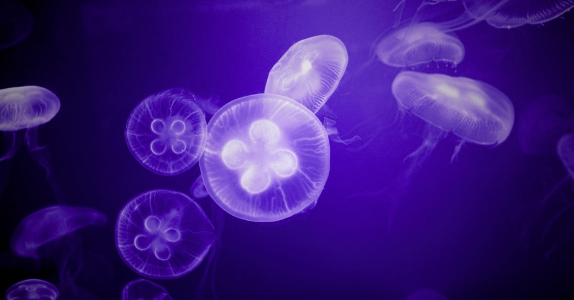 There’s a Mysterious Barrier in the Ocean That Jellyfish Won’t Cross